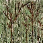 West Coast Bloodwood