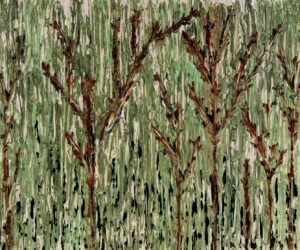 West Coast Bloodwood